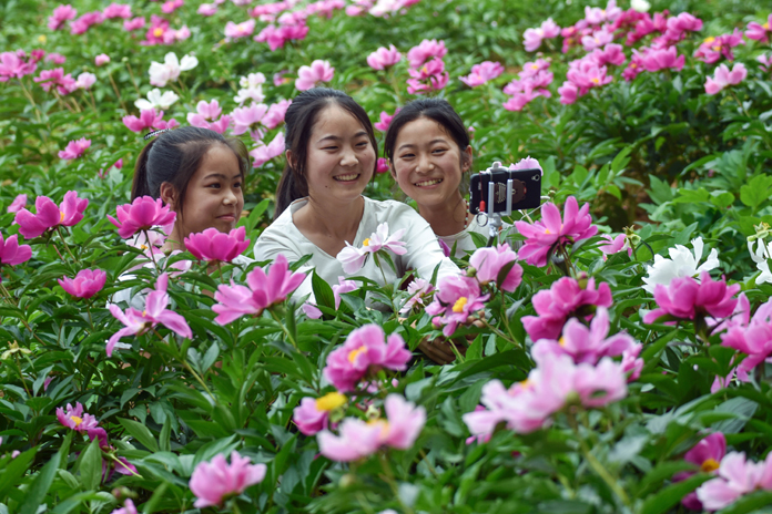 《芍药》摄影：杨向阳.jpg